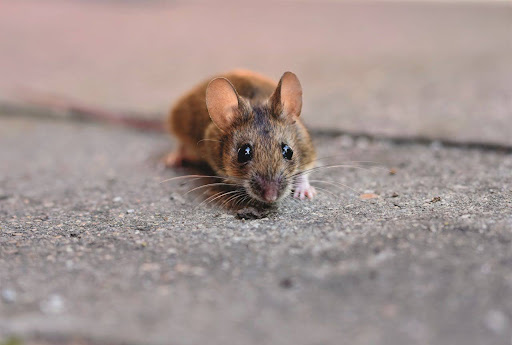Pest Control